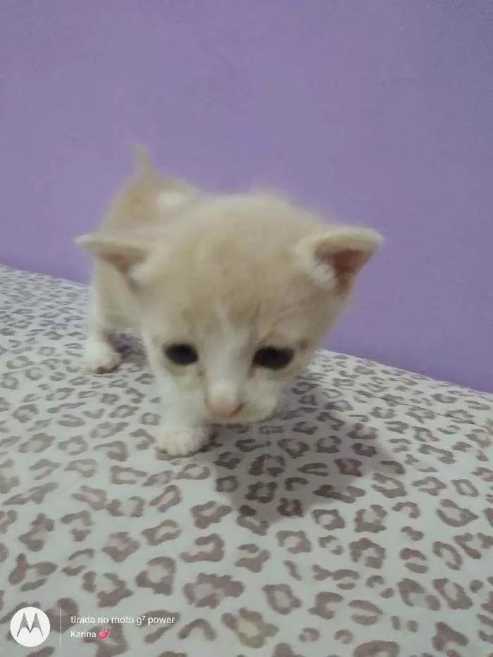 Gato ra a Srd idade 1 ano nome Mirella