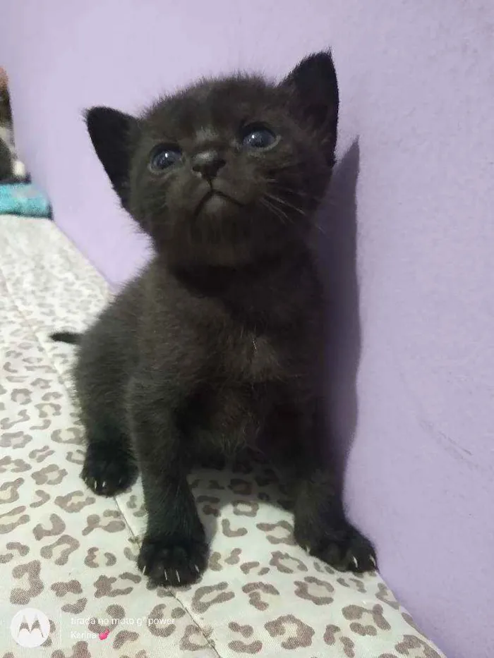 Gato ra a Srd idade 1 ano nome Mirella