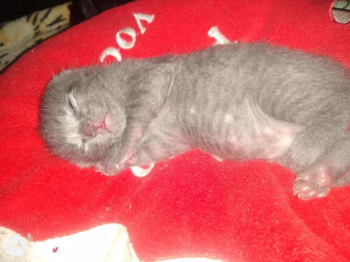 Gato ra a Srd idade 1 ano nome Mirella