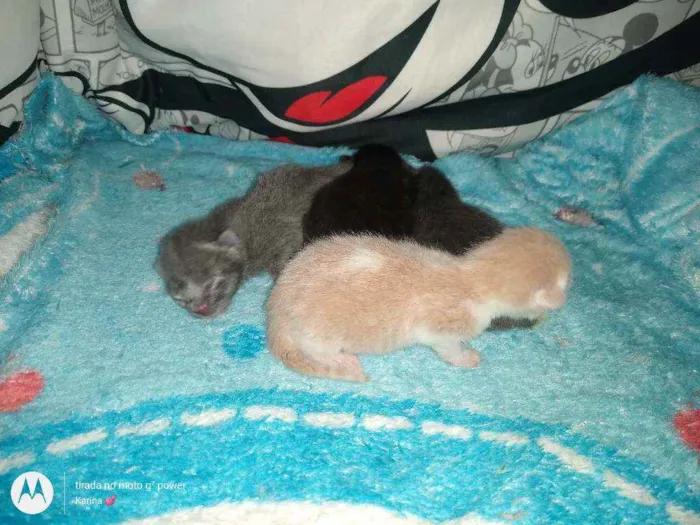 Gato ra a Srd idade 1 ano nome Mirella