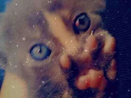Gato ra a Srd idade 1 ano nome Mirella