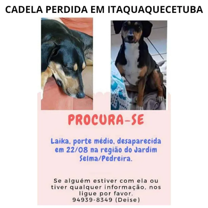 Cachorro ra a  idade  nome Laika