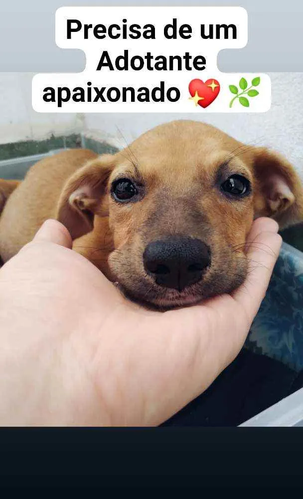 Cachorro ra a Mestiça idade Abaixo de 2 meses nome Myla