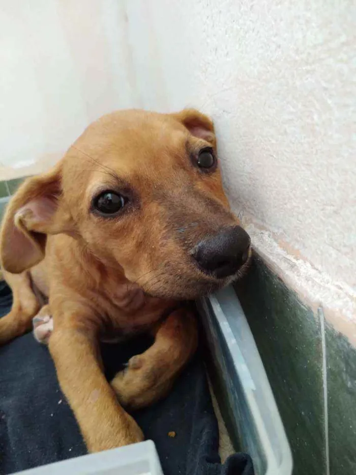 Cachorro ra a Mestiça idade Abaixo de 2 meses nome Myla