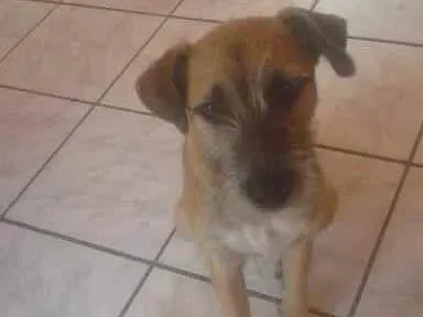 Cachorro ra a Srd idade 2 a 6 meses nome Piter