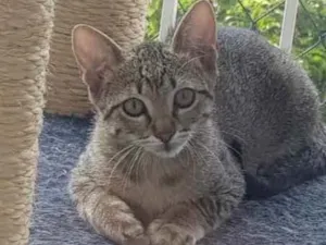 Gato raça Felino idade 2 a 6 meses nome Ananda
