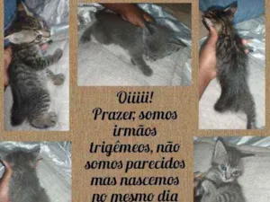 Gato raça Vira lata idade 2 a 6 meses nome Indefinido 
