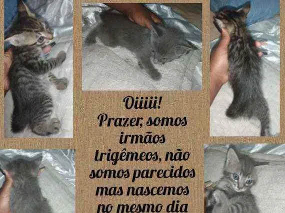 Gato ra a Vira lata idade 2 a 6 meses nome Indefinido 