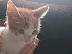 Gato raça Mista idade 2 a 6 meses nome Nicolau 