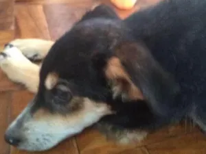 Cachorro raça desconhecida idade 2 a 6 meses nome Nescau