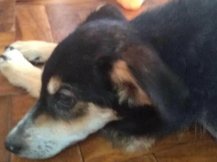 Cachorro ra a desconhecida idade 2 a 6 meses nome Nescau