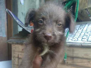 Cachorro raça Srd idade Abaixo de 2 meses nome Shiva