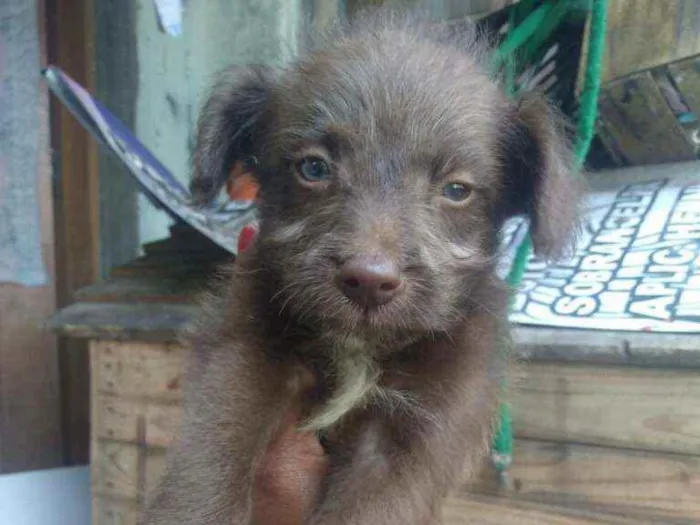 Cachorro raça Srd idade Abaixo de 2 meses nome Shiva