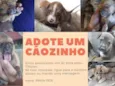Pets