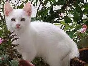 Gato raça  idade 2 a 6 meses nome Flechi