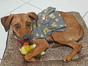 Cachorro raça SRD idade 7 a 11 meses nome Mel