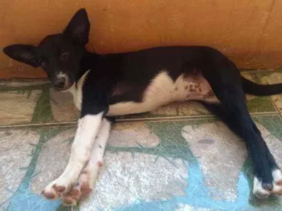 Cachorro raça Indefinida idade 2 a 6 meses nome Sem nome