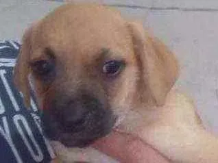 Cachorro raça SRD idade 2 a 6 meses nome Joe