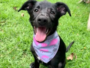 Cachorro raça SRD-ViraLata idade 2 a 6 meses nome Crystal