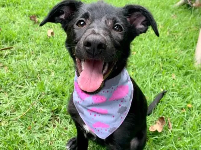 Cachorro raça SRD-ViraLata idade 2 a 6 meses nome Crystal