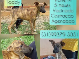 Cachorro raça SRD idade 2 a 6 meses nome Toddy