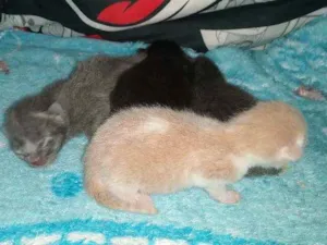 Gato raça Srd idade 1 ano nome Mirella