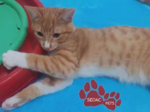 Gato raça Srd idade 2 a 6 meses nome Pudim