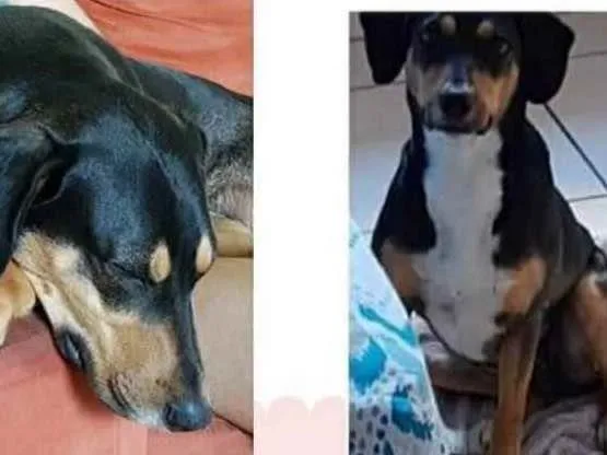 Cachorro ra a  idade  nome Laika