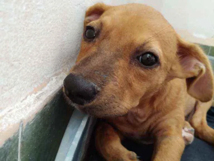 Cachorro ra a Mestiça idade Abaixo de 2 meses nome Myla