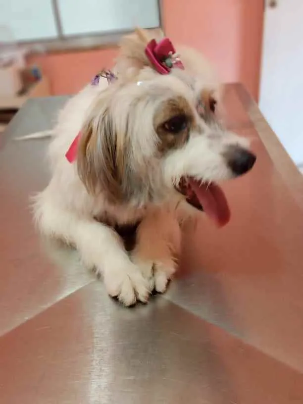 Cachorro raça Lavrador com box idade 7 a 11 meses nome Luna