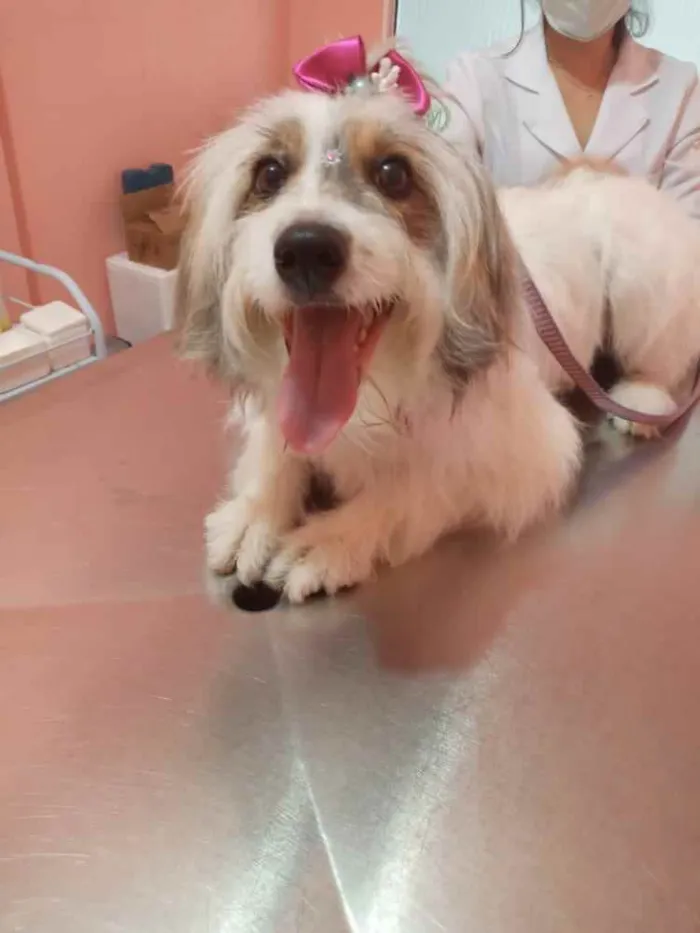 Cachorro raça Lavrador com box idade 7 a 11 meses nome Luna