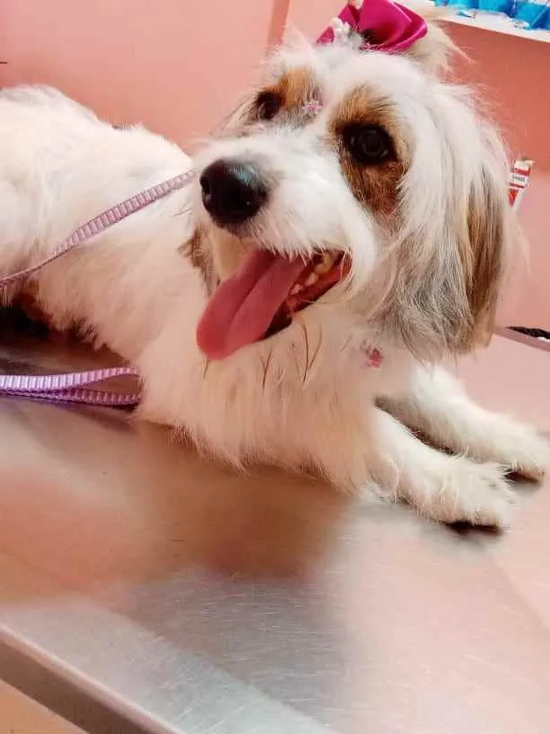 Cachorro raça Lavrador com box idade 7 a 11 meses nome Luna