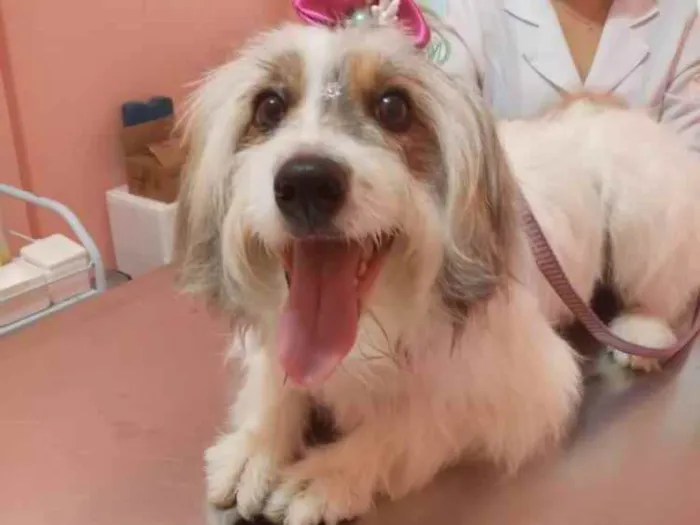 Cachorro raça Lavrador com box idade 7 a 11 meses nome Luna