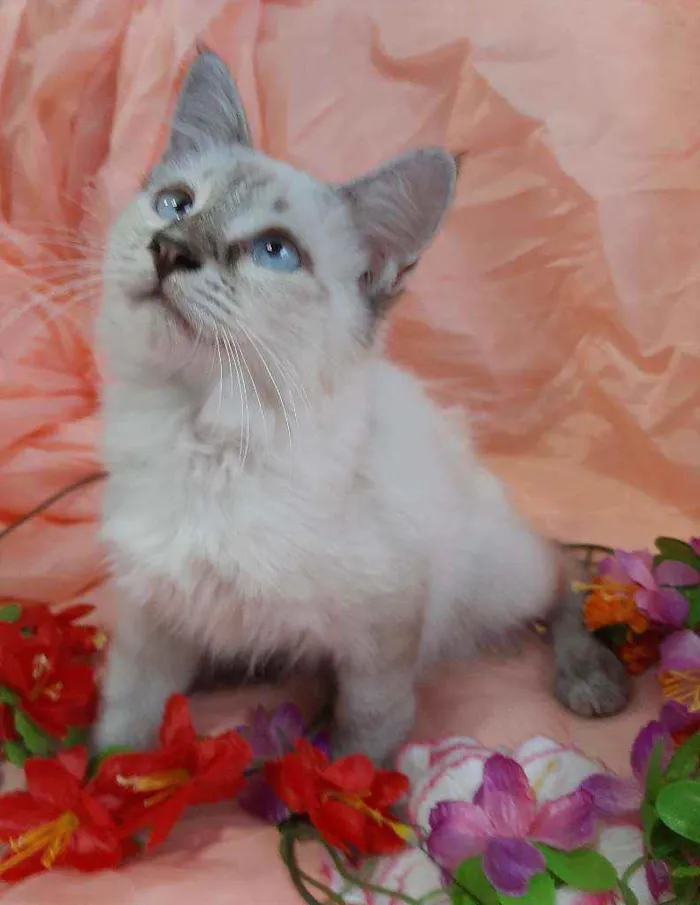 Gato ra a SEM RAÇA DEFINIDA.  idade 2 a 6 meses nome SEM NOME.
