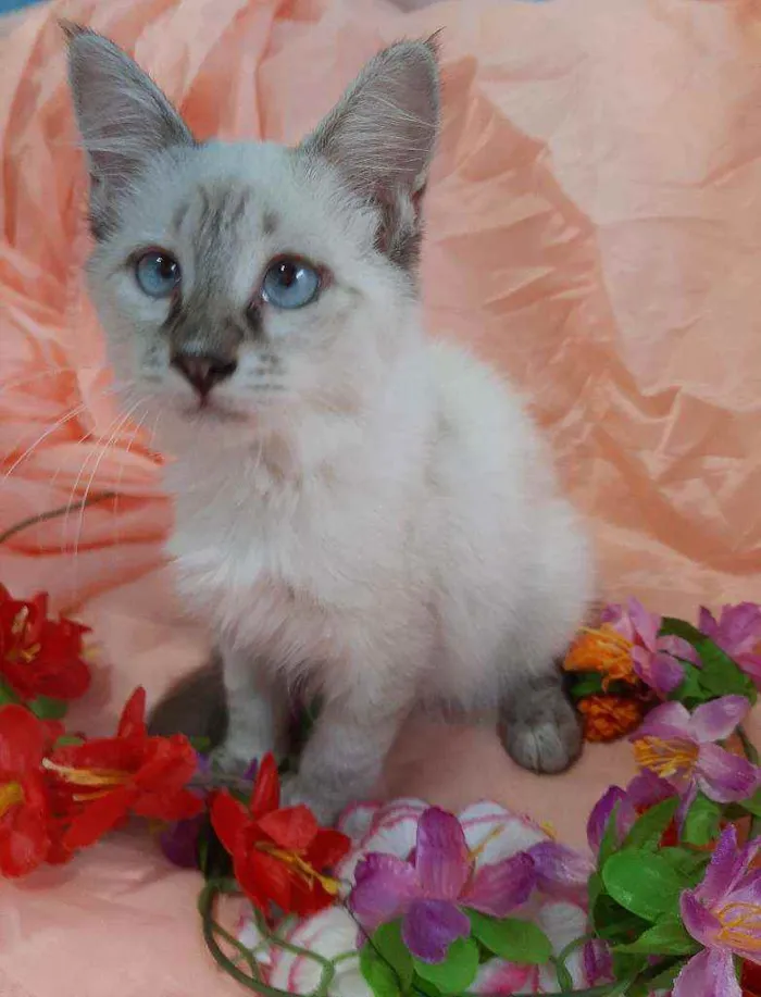 Gato ra a SEM RAÇA DEFINIDA.  idade 2 a 6 meses nome SEM NOME.