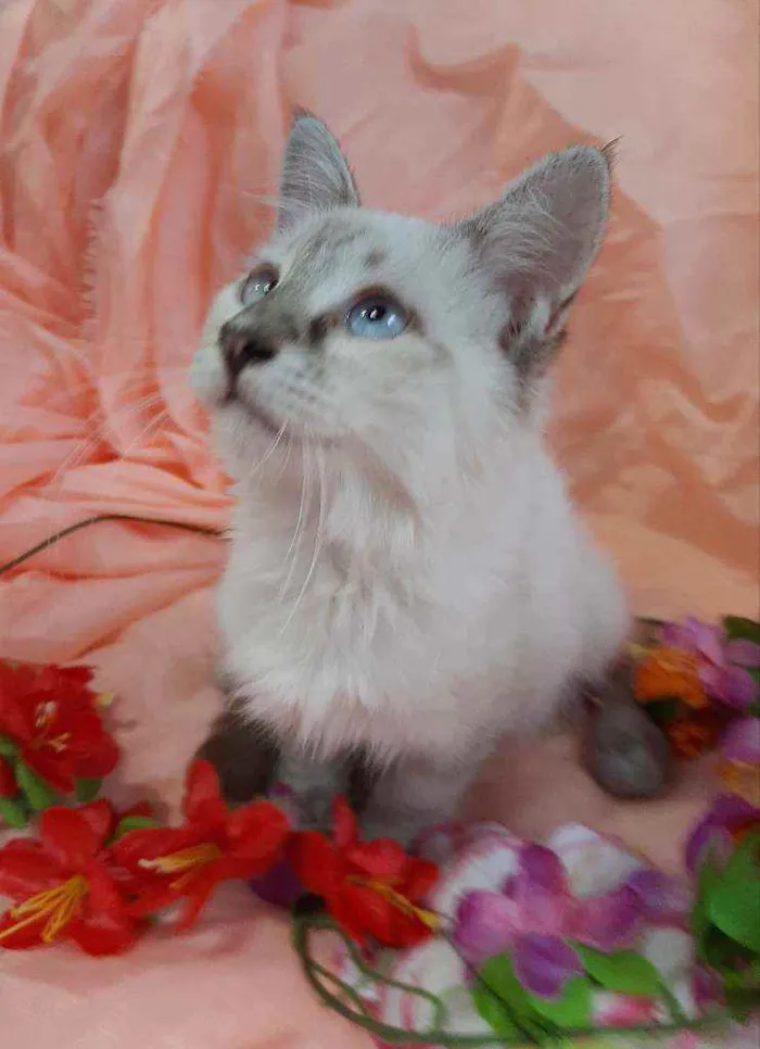 Gato ra a SEM RAÇA DEFINIDA.  idade 2 a 6 meses nome SEM NOME.
