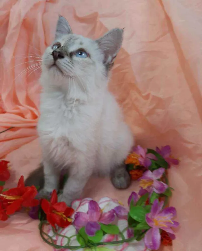 Gato ra a SEM RAÇA DEFINIDA.  idade 2 a 6 meses nome SEM NOME.