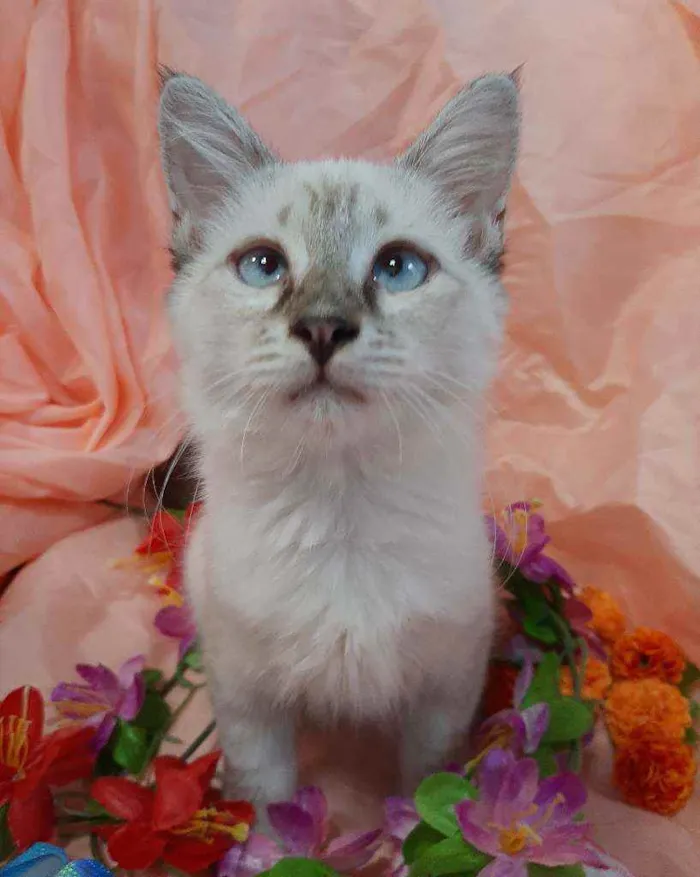 Gato ra a SEM RAÇA DEFINIDA.  idade 2 a 6 meses nome SEM NOME.