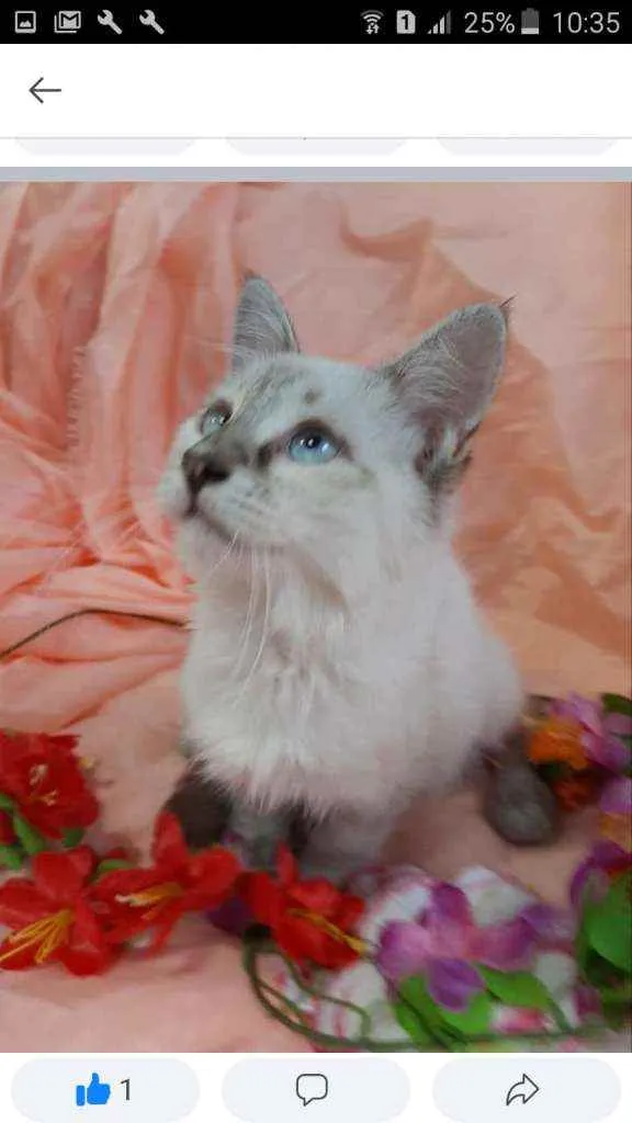 Gato ra a SEM RAÇA DEFINIDA.  idade 2 a 6 meses nome SEM NOME.