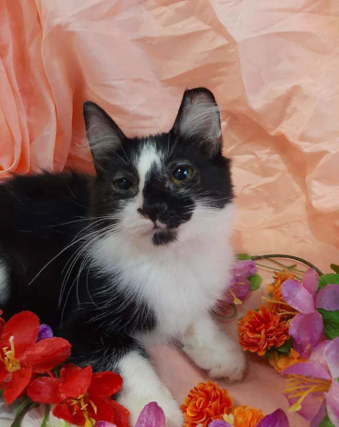 Gato ra a SEM RAÇA DEFINIDA.  idade 2 a 6 meses nome SEM NOME.