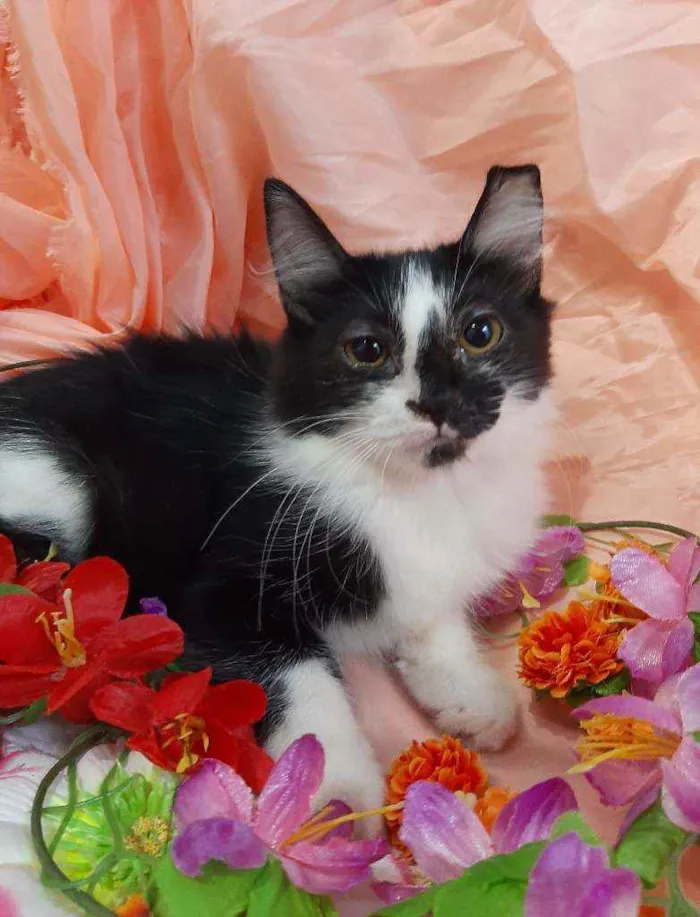 Gato ra a SEM RAÇA DEFINIDA.  idade 2 a 6 meses nome SEM NOME.