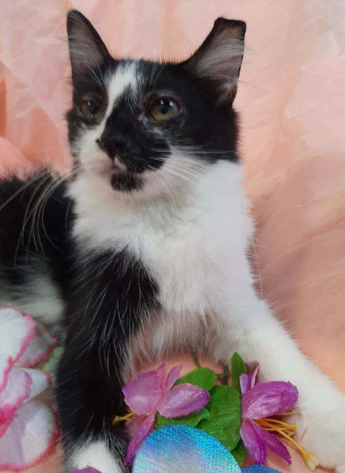 Gato ra a SEM RAÇA DEFINIDA.  idade 2 a 6 meses nome SEM NOME.