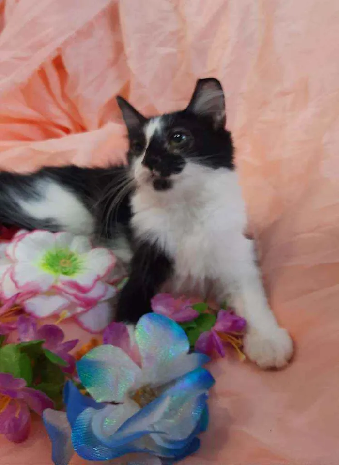 Gato ra a SEM RAÇA DEFINIDA.  idade 2 a 6 meses nome SEM NOME.
