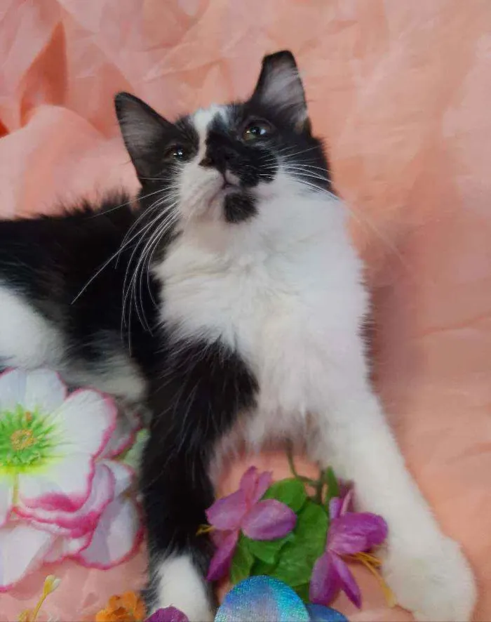 Gato ra a SEM RAÇA DEFINIDA.  idade 2 a 6 meses nome SEM NOME.