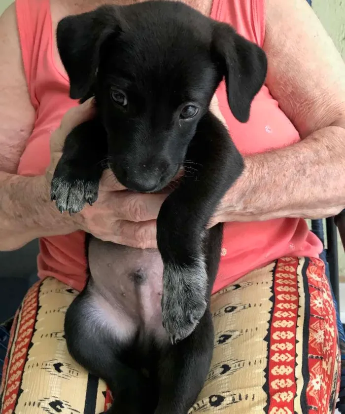 Cachorro ra a SRD-ViraLata idade 2 a 6 meses nome SEM NOME