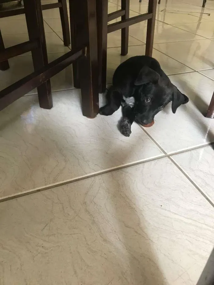 Cachorro ra a SRD-ViraLata idade 2 a 6 meses nome SEM NOME