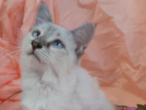 Gato raça SEM RAÇA DEFINIDA.  idade 2 a 6 meses nome SEM NOME.
