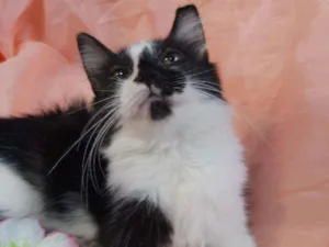 Gato raça SEM RAÇA DEFINIDA.  idade 2 a 6 meses nome SEM NOME.