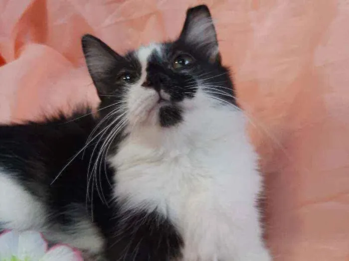 Gato ra a SEM RAÇA DEFINIDA.  idade 2 a 6 meses nome SEM NOME.