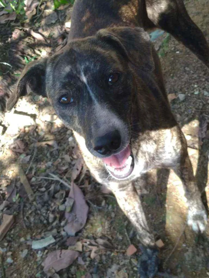 Cachorro raça Vira lata idade 1 ano nome Lala